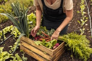 Thumbnail-Seezon - vegetables - gardening- potager