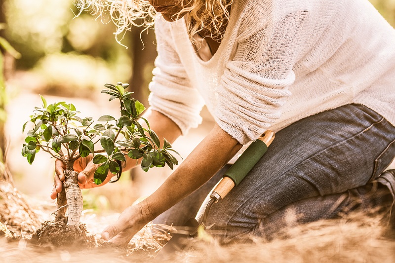 Eine Frau pflanzt einen Strauch in die Sonne.