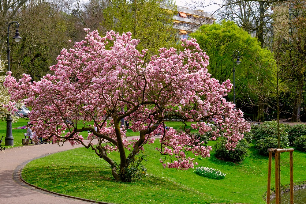 Blühende Magnolie in einem Park.