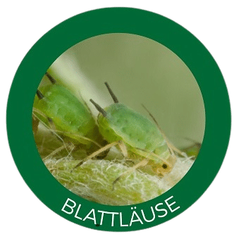 Blattläuse