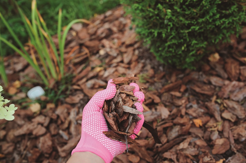 Mulch, der von Hand um die Pflanzen gestreut wird.