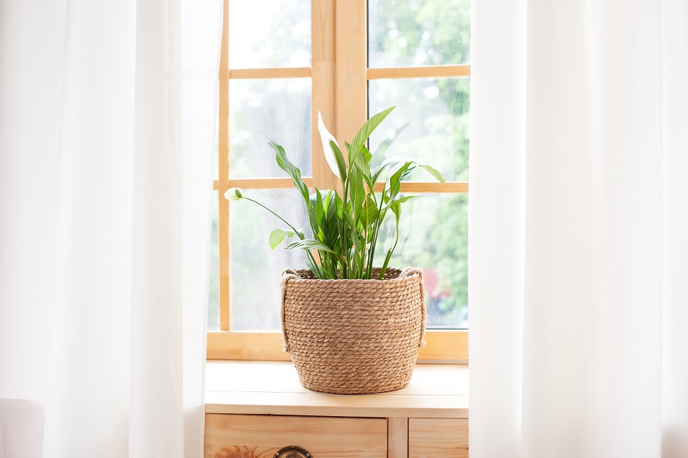 Einblatt Pflanze auf der Fensterbank. 