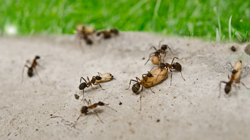 How to gid rid of ants