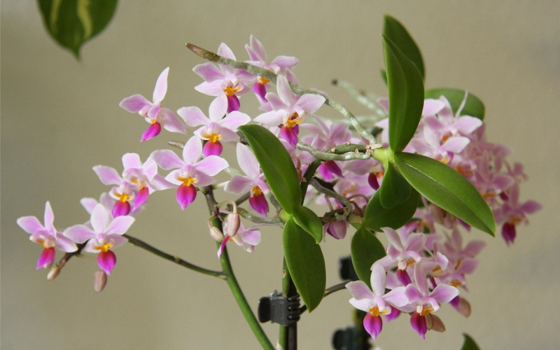 How to plant and care for my orchids 3