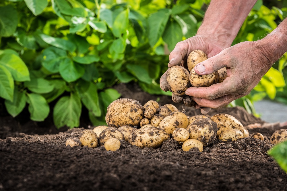 Hände ernten frische Bio-Kartoffeln aus dem Boden