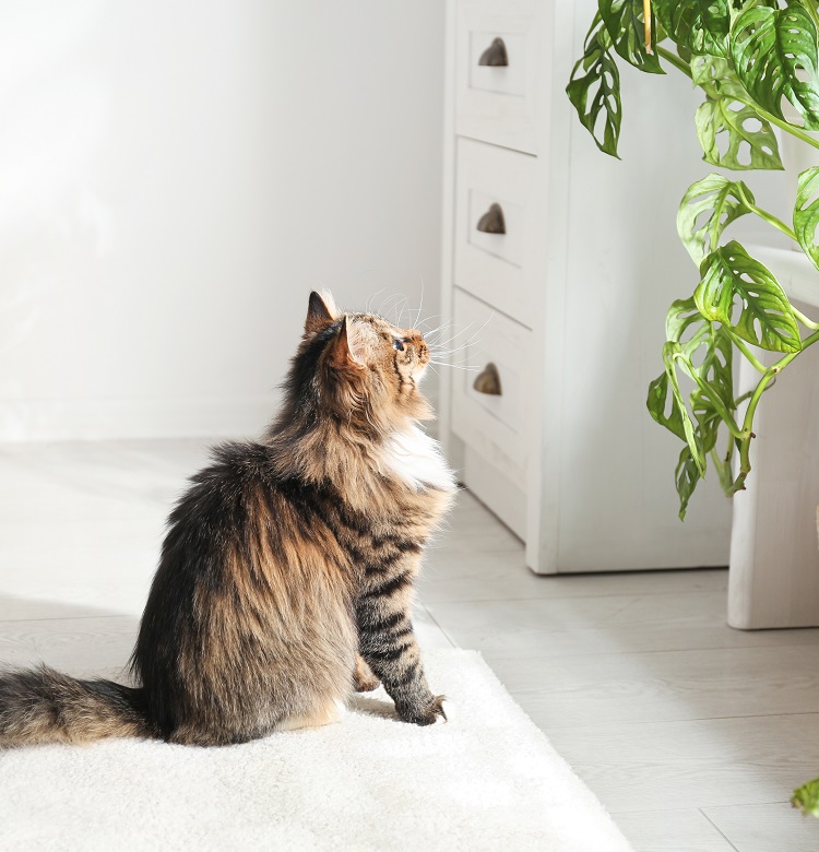 Adorable cat near houseplants on floor at home