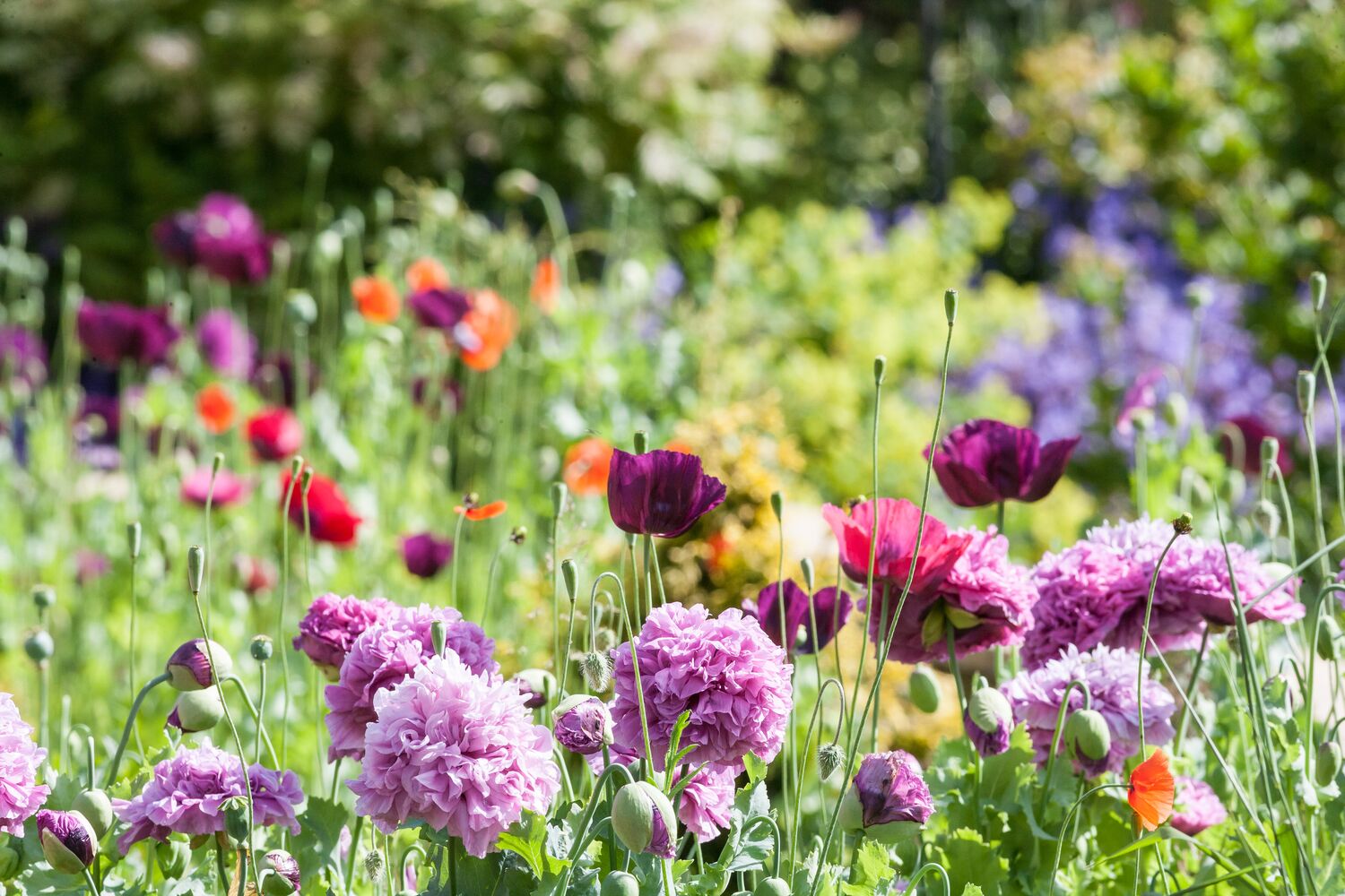 Wilde Blumen