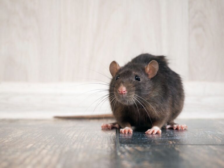 Ratte