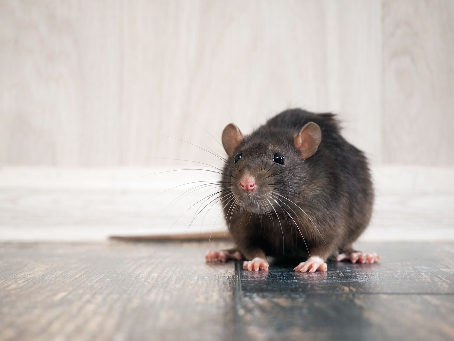 Ratte