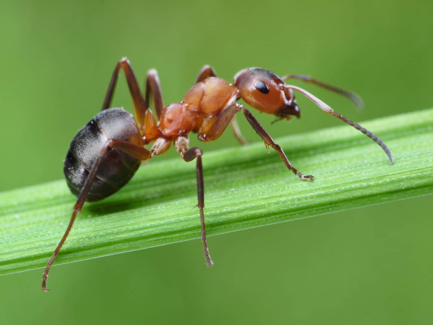Large-Seezon-How-to-get-rid-of-ants-1