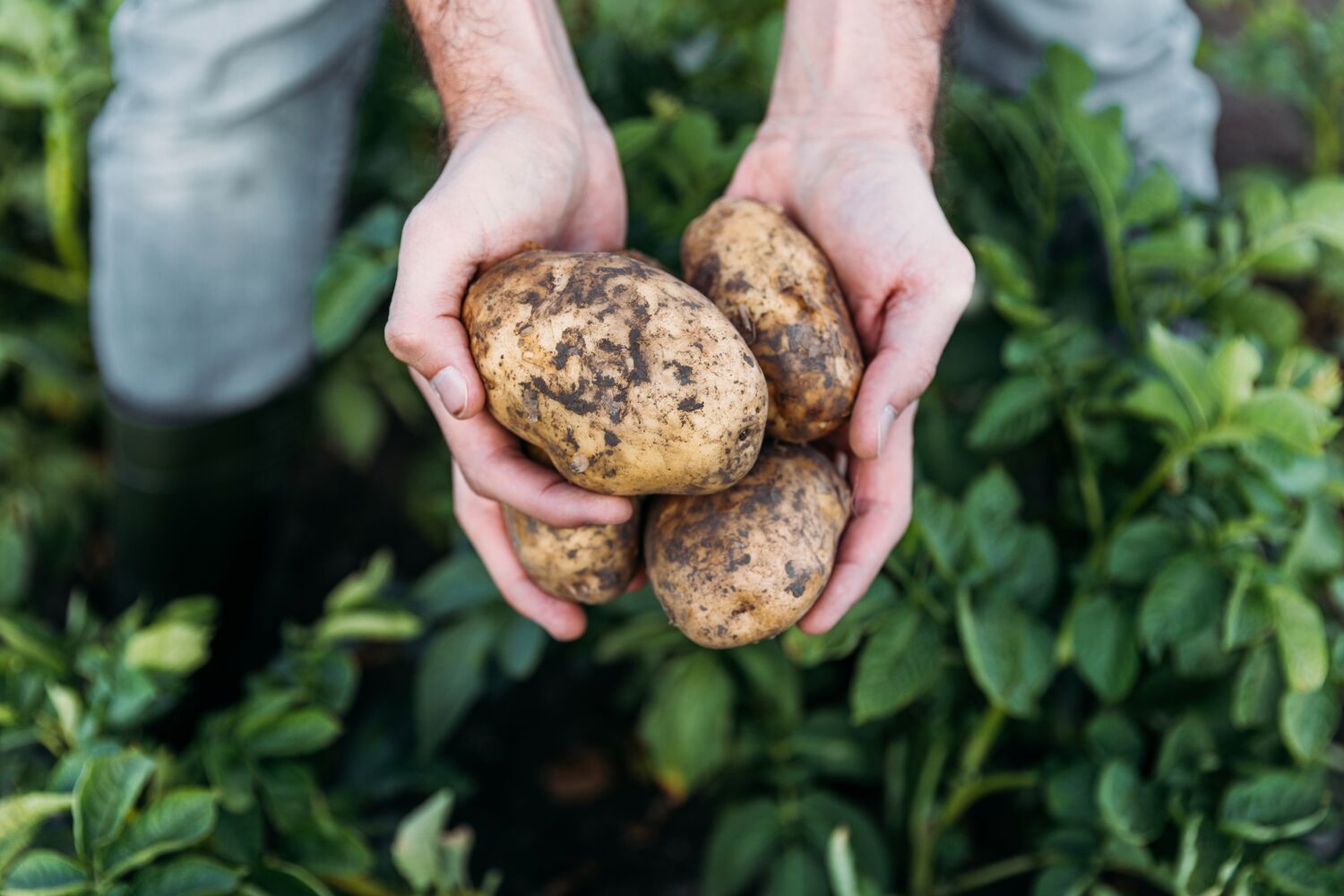 Large-Seezon How to plant and care for my potatoes 3 harvest