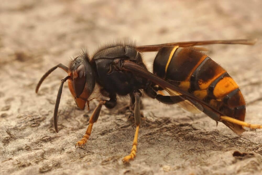 Medium-Seezon &#8211; Everything you need to know about asian hornets 2