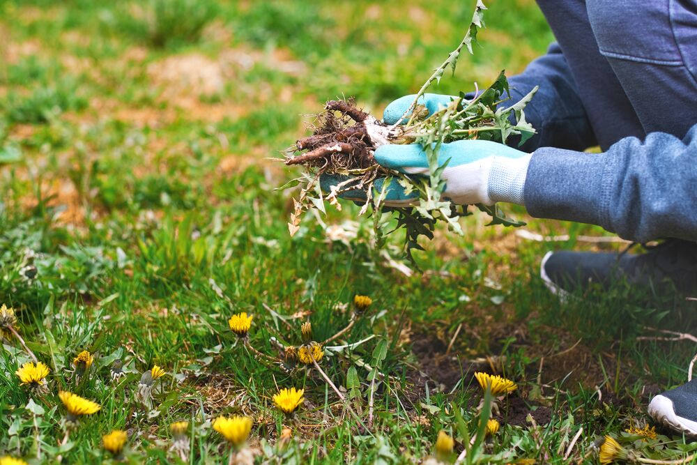Medium-Seezon - How to avoid weeding 2 - weeds