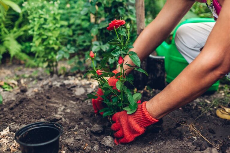 Medium-Seezon- How to plant and care for my roses -plant