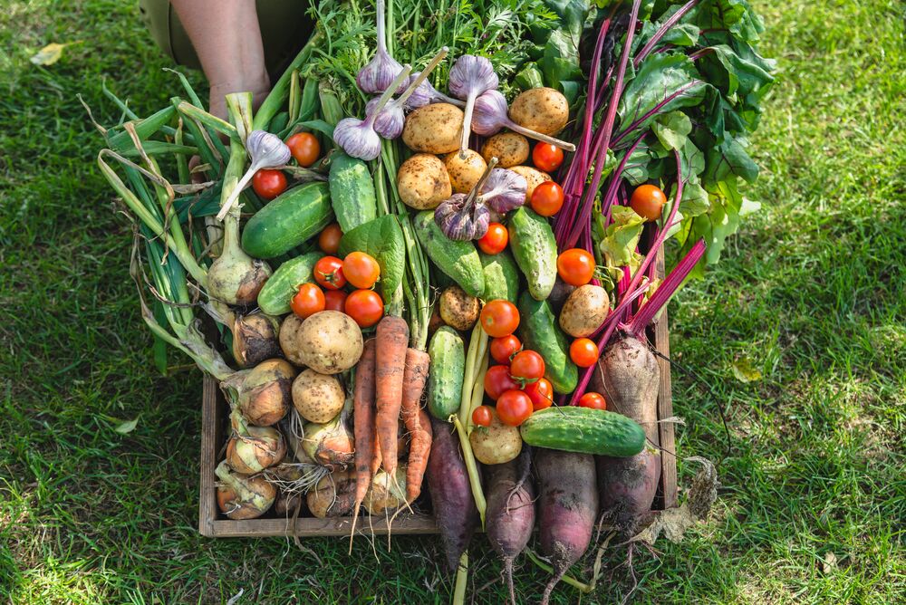 Knoblauch, Tomaten, Kartoffeln, Gurken, Rote Bete, Zwiebeln, Rüben und Karotten ernten.