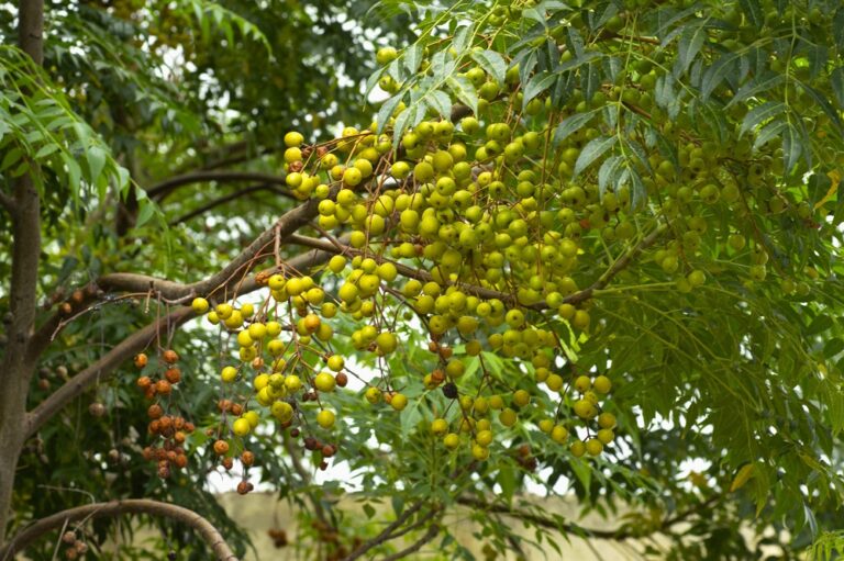 Neem tree natural medicine and fruit growing near Pune, Maharashtra.