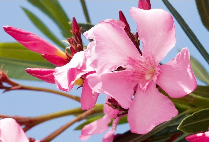 Pink oleander flowers