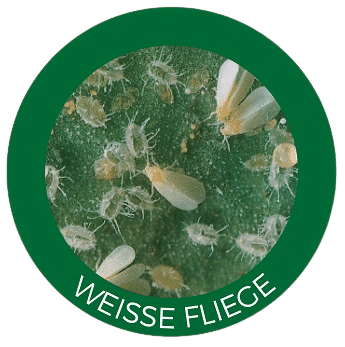 Weiße Fliege