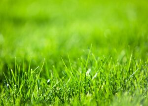 XLarge-Lawn-ThinkstockPhotos-516179412