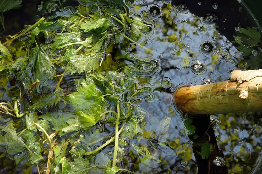 Eine Pflanzenjauche, die aus zerkleinerten Kräutern hergestellt wird, die in einem Bottich gesammelt und mit Wasser aufgefüllt werden.