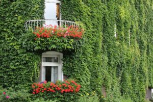 Kletterpflanzen für den Balkon