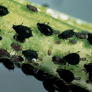 Aphids_teaser