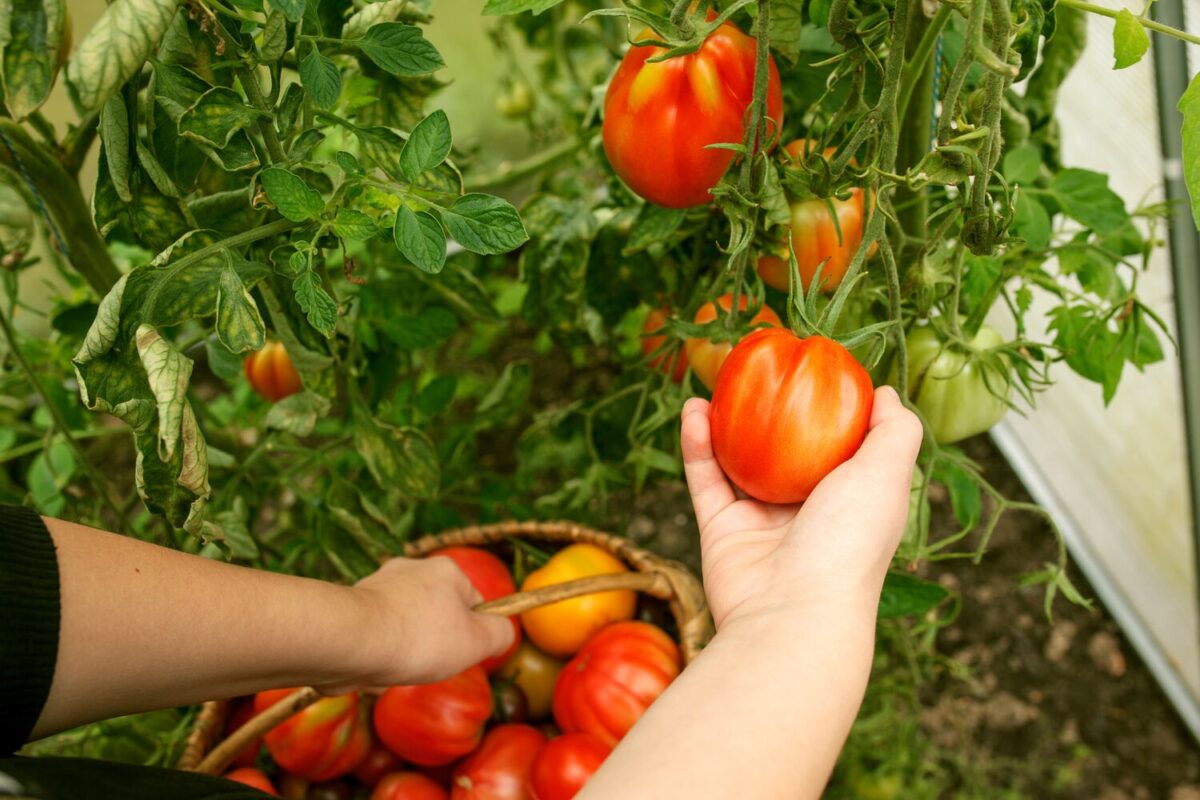 Large-Seezon - how to plant and grow tomatoes 3 - harvest