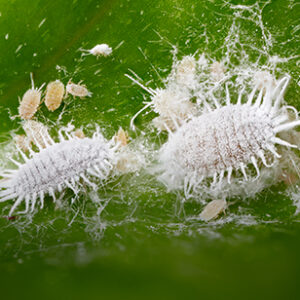 MealyBug_teaser