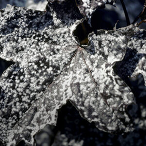 Powdery-mildew_teaser