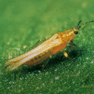 Thrips_teaser