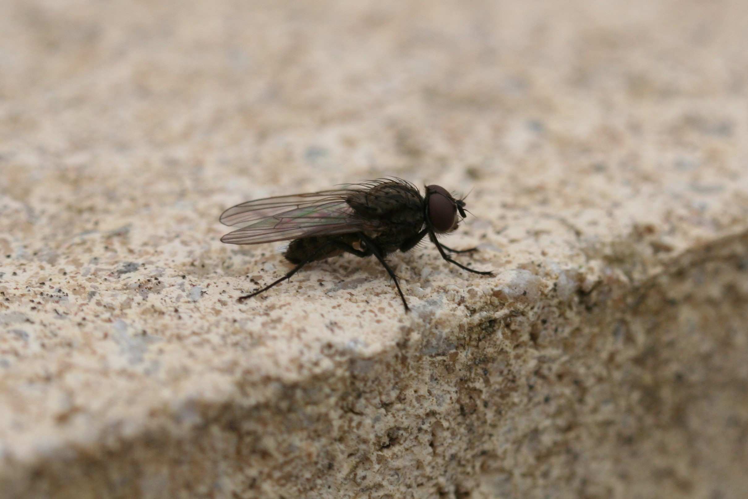 Close-Up Of Housefly Outdoors