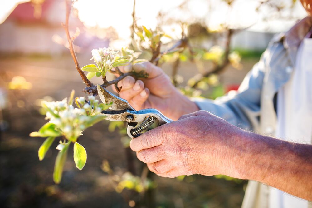 Obstbaum mithilfe einer Schere beschneiden.