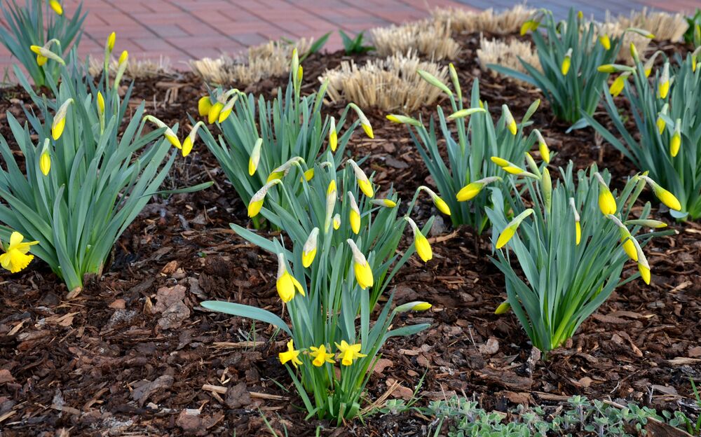 Mulch, der zwischen den Blumen auf dem Boden verteilt wird, um die Ausbreitung von Krankheiten zu verringern.