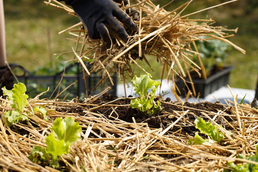 Getreidestroh, ein "traditionelle" biologischer Mulch.