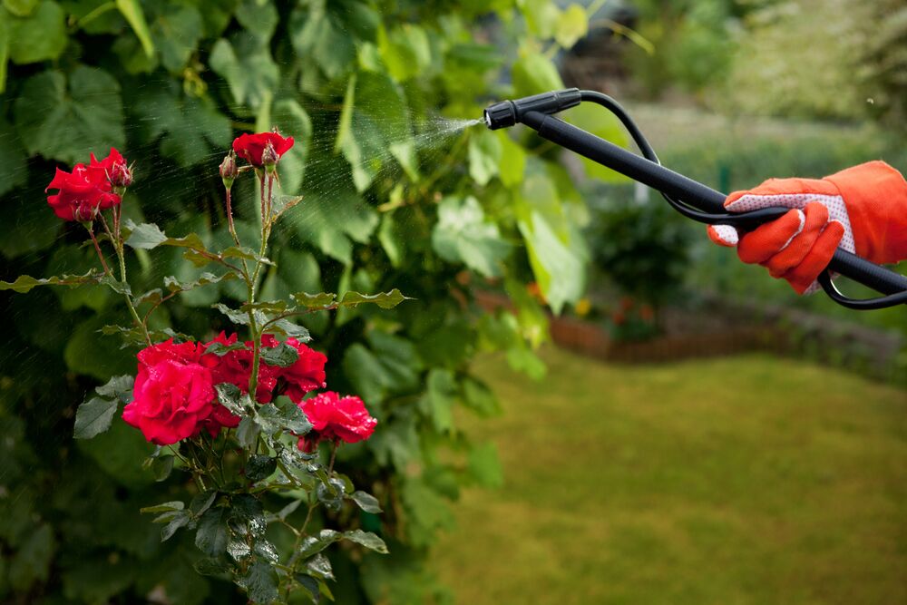 Ein Pumpzerstäuber verteilt die Spritzbrühe auf einem Rosenstrauch mit roten Blütenblättern, um sie vor Schädlingen zu schützen. 