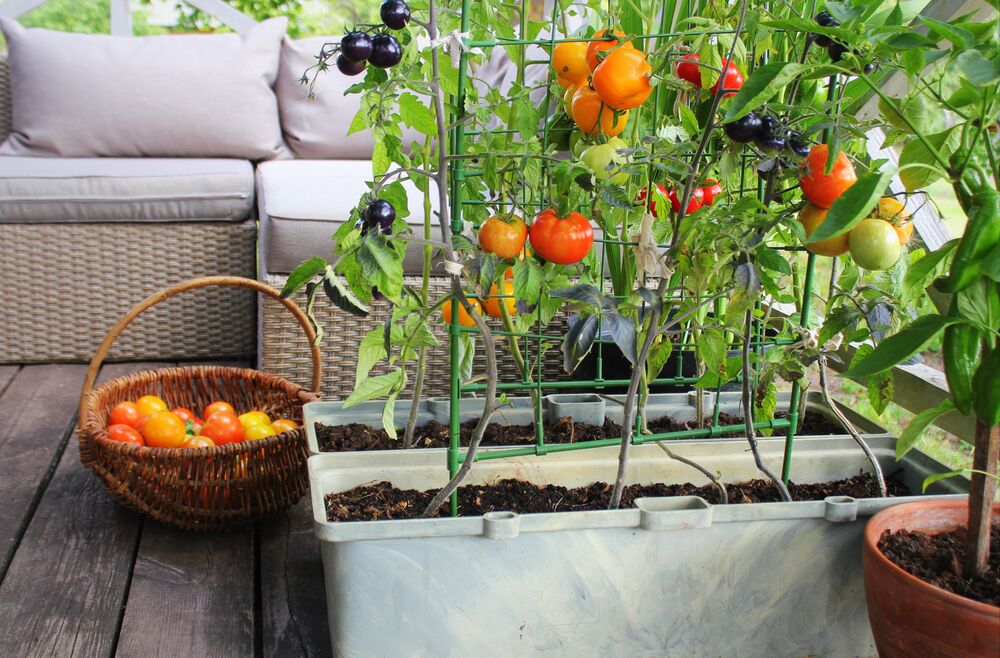 Tomaten auf dem Balkon.