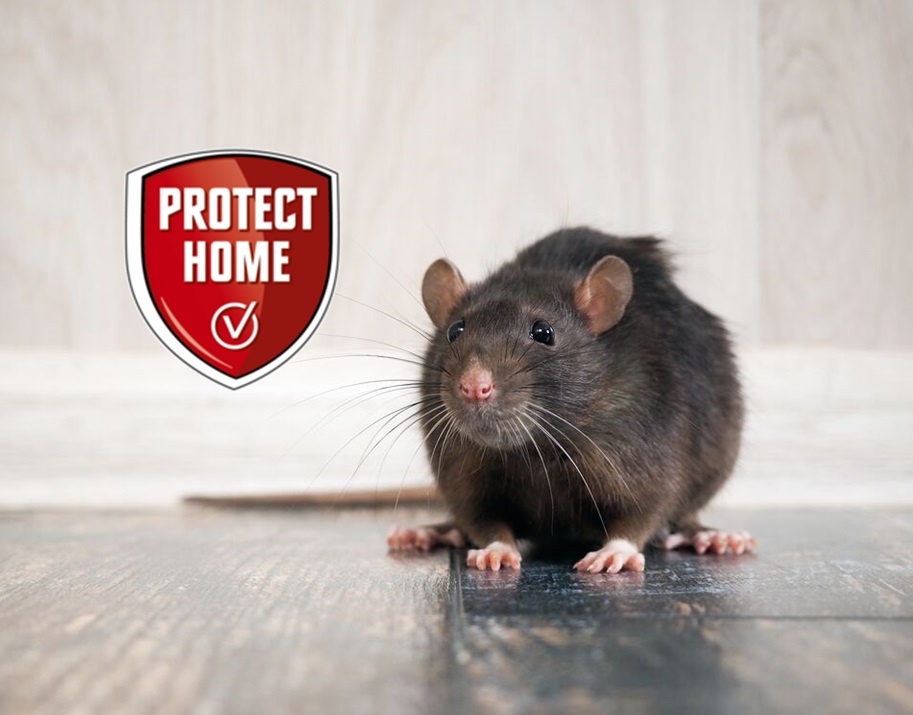 Protect Home-Logo mit einer Ratte im Hintergrund.