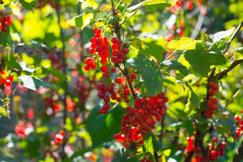 Johannisbeeren, die auf einer Terrasse wachsen.