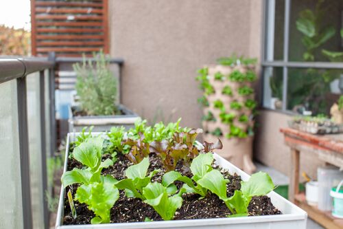 Kopfsalate, der in einem Blumenkasten auf dem Balkon wachsen.