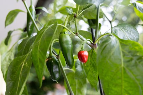 Paprika, die auf einer Paprikapflanze auf dem Balkon wachsen.