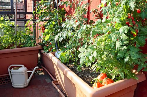 Tomaten, die in einem Blumenkasten gepflanzt werden und auf einem Balkon der Sonne ausgesetzt sind.