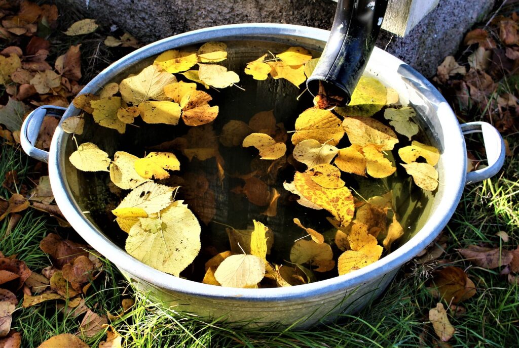 Ein Tonne, die unter einer Dachrinne steht und mit gesammeltem Regenwasser gefüllt ist. 