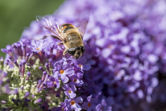 Eine Wespe sammelt Nektar von einem Schmetterlingsflieder