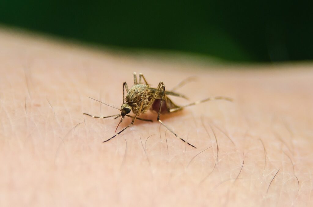 Häufige Art von Mücken in Deutschland, die jemanden sticht. 