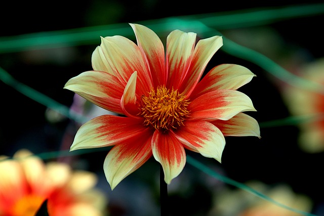 Waltzing Mathilda dahlie