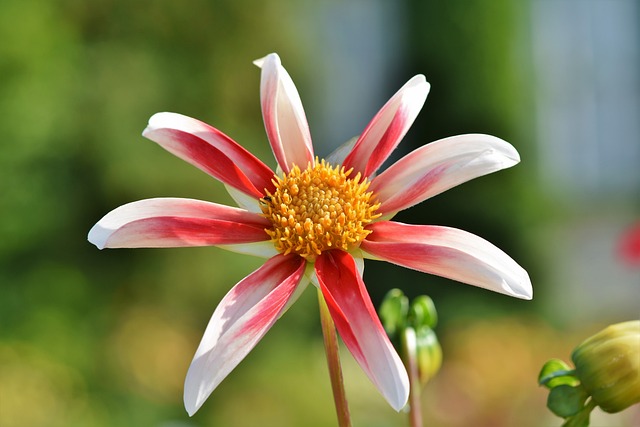 dahlie Honka Pink