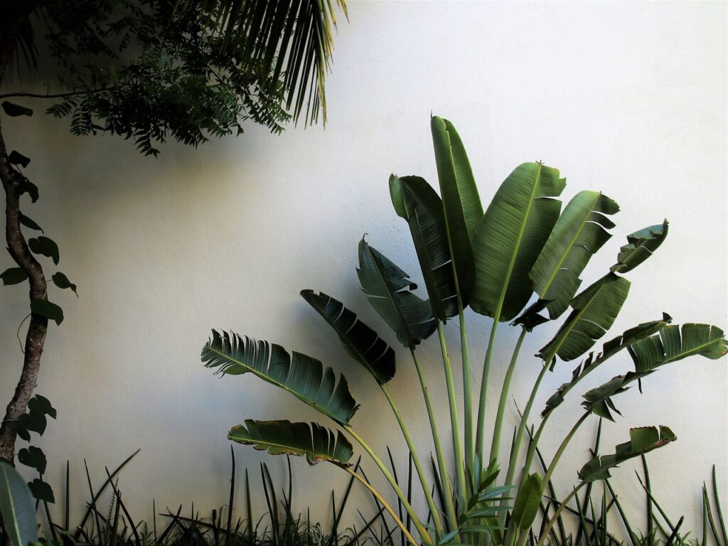 Palmenblätter an einer weißen Hauswand.