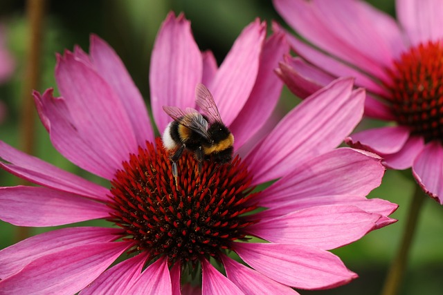 bienenfreundliche Stauden: Sonnenhut