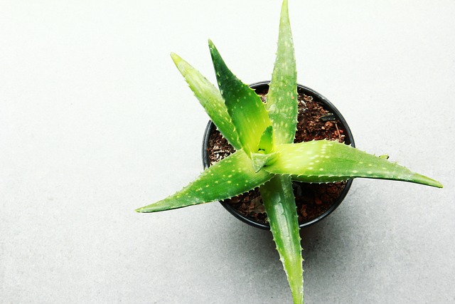 Aloe Vera 