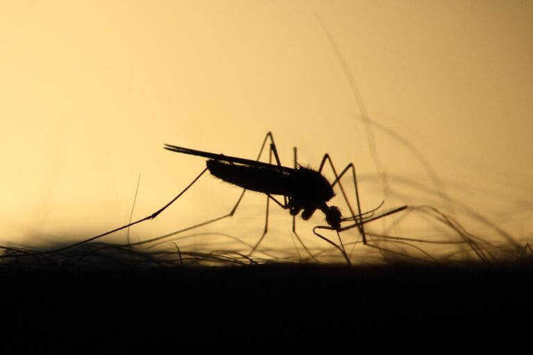 Werden Stechmücken von Licht angezogen?